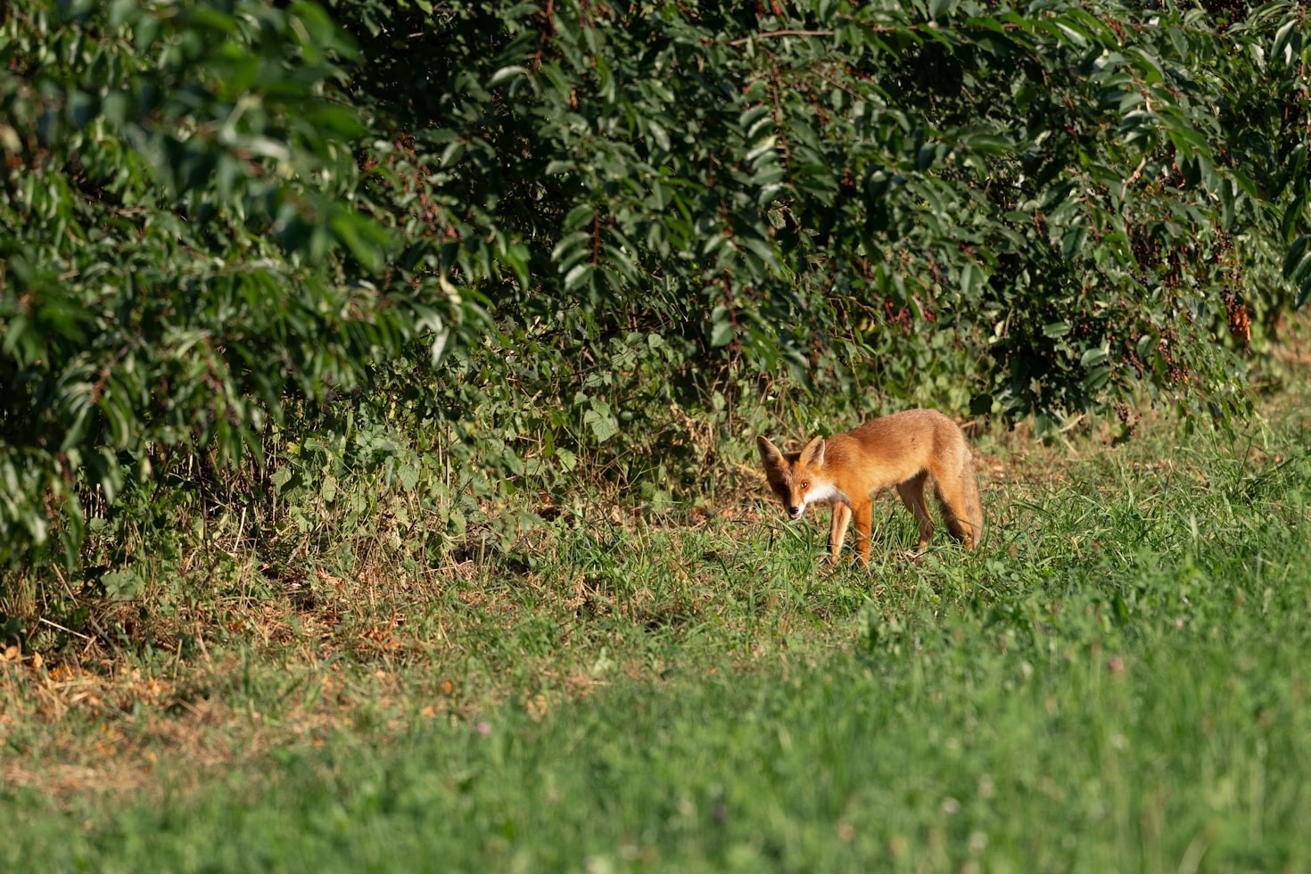 Symbolism Behind the Nine-Tailed Fox in Folklore