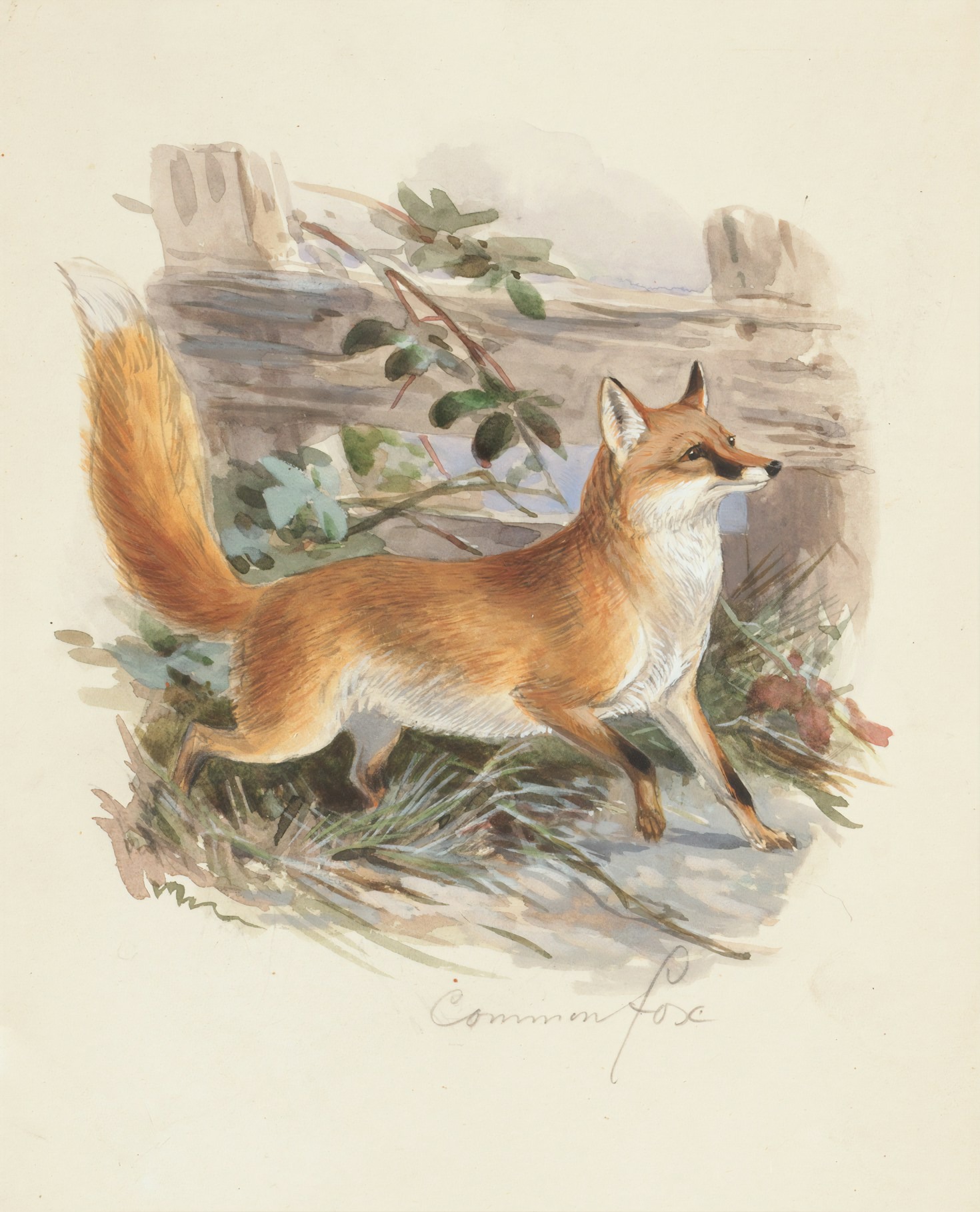 Unusual Myths About Nine-Tailed Foxes