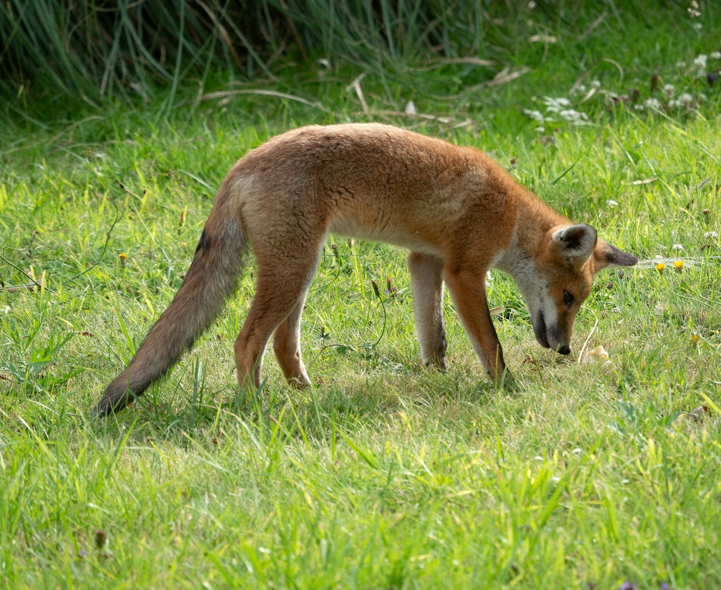 Cultural Comparisons of Fox Lore Worldwide